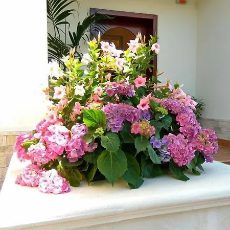 Le Camelie Alojamento de Acomodação e Pequeno-almoço